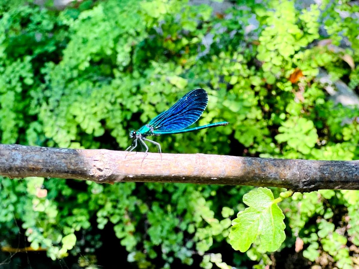 Canyoning Gorges du Loup